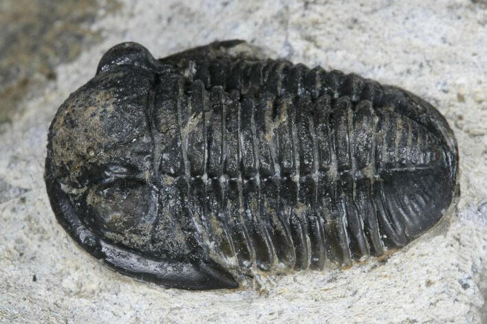 Detailed Gerastos Trilobite Fossil - Morocco #173759